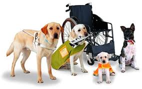 Frequently Asked Questions about Service Animals and the ADA